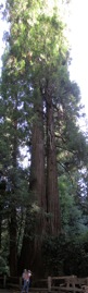 MeganMuirWoods