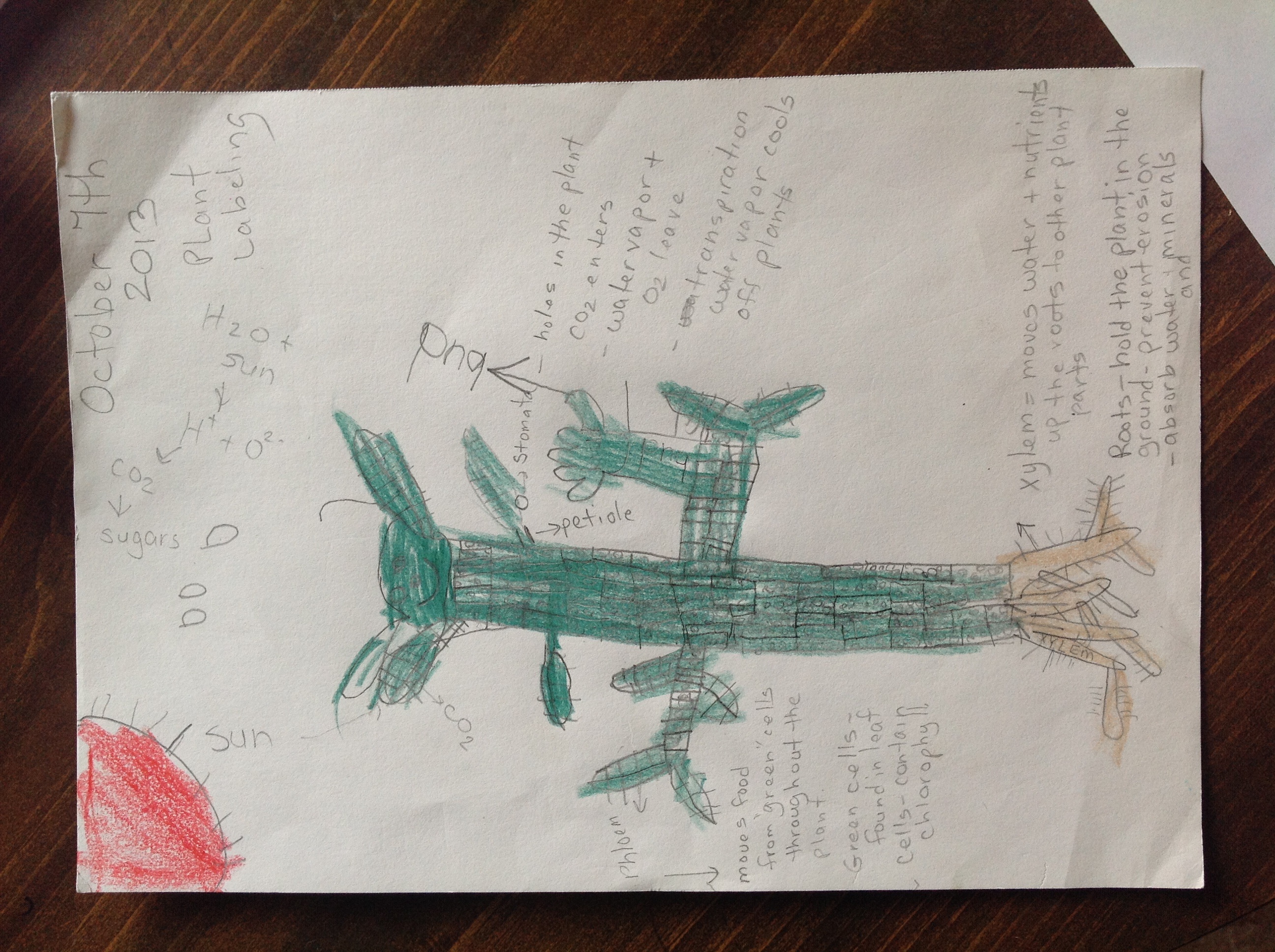 http://basil2.homeip.net/~Megan/School/kindergarten/Plantdrawing/image.jpg