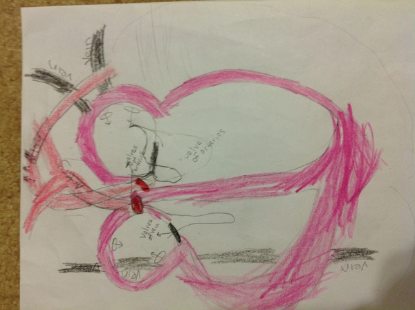 Heart