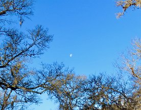 IMG_6085 Moon, Stephen F. Austin State Park