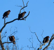 IMG_6092 Turkey Vultures, Stephen F. Austin State Park