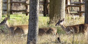 IMG_6096 White tailed dear, Stephen F. Austin State Park