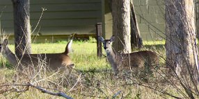 IMG_6099 White tailed Deer, Stephen F. Austin State Park