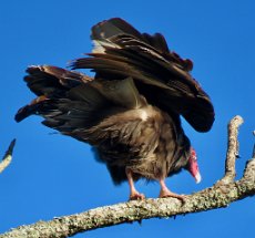 IMG_6103 Turkey Vulture, Stephen F. Austin State Park