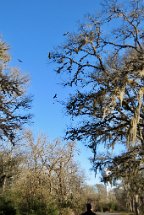 IMG_6107 Turkey vultures overhead, Stephen F. Austin State Park