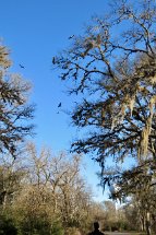 IMG_6107 Turkey vultures overhead, Stephen F. Austin State Park