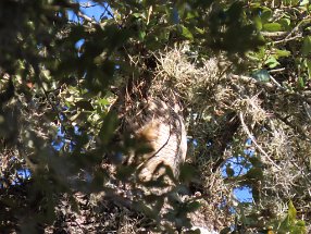 IMG_8628 Great Horned Owl, Brazos Bend State Park