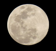 IMG_8650 Full Moon, Brazos Bend State Park