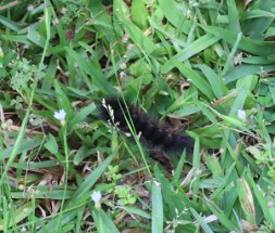 IMG_1862 Salt Marsh Moth Caterpillar, Camp Mohawk County Park, Alvin, TX