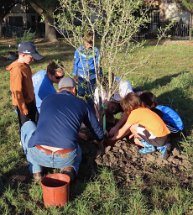 IMG_7564 building a tree mound, Exploration Green, Houston, TX