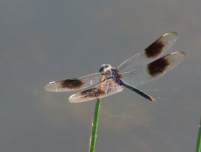 IMG_7126 4 spotted pennant dragonfly, fishing pond, Challenger Seven Memorial Park, Webster, TX