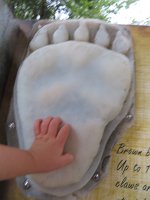 IMG 0040  Comparing Brown Bear paw to Phelan's Hand, Alaska Zoo, Anchorage, AK