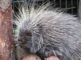 IMG 0118  Porcupine, Alaska Zoo, Anchorage, AK