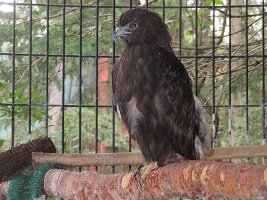 IMG 0121  Red-Tailed Hawk, Alaska Zoo, Anchorage, AK