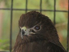 IMG 0124  Red-Tailed Hawk, Alaska Zoo, Anchorage, AK