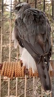 IMG 0130  Northern Goshawk, Alaska Zoo, Anchorage, AK