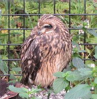 IMG 0142  Short Eared Owl, Alaska Zoo, Anchorage, AK