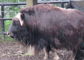 IMG 1224  Musk Ox, Alaska Zoo, Anchorage, AK