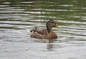 IMG 4704  Mallard, Ship Creek, Anchorage, AK