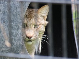 IMG 4900  Lynx, Alaska Zoo, Anchorage, AK