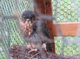 IMG 4961  Merlin, Alaska Zoo, Anchorage, AK