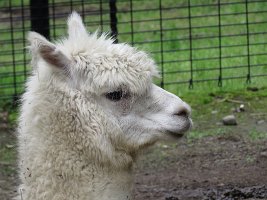 IMG 5009  Alpaca, Alaska Zoo, Anchorage, AK