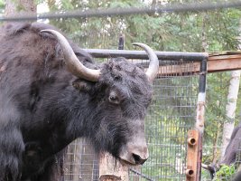 IMG 5163  Tibetian Yak,  Alaska Zoo, Anchorage, AK