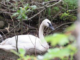 IMG 5225  Trumpeter Swan,  Alaska Zoo, Anchorage, AK