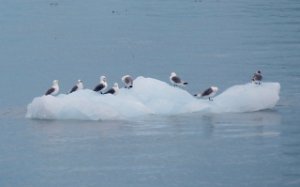 IMG 1158  Kittiwakes on a ice float, Aialik Bay, Kenai Fjords National Park