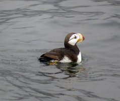 IMG 1327  Horned Puffin, Gulf of Alaska, Kenai Fjords National Park