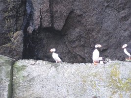 IMG 1459  Horned Puffin, Gulf of Alaska, Kenai Fjords National Park