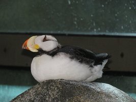 IMG 7528  Horned Puffin, Alaska Sealife Center, Seward, AK