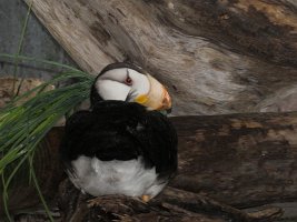 IMG 7530  Horned Puffin, Alaska Sealife Center, Seward, AK