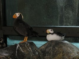 IMG 7541  Tufted Puffin and Horned Puffin, Alaska Sealife Center, Seward, AK