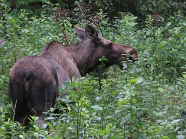 IMG 7571  Mother Moose, Seward Windsong Lodge, Seward, AK