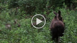 MVI 7569  Mother Moose and Calves, Seward Windsong Lodge, Seward, AK