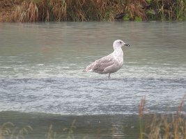 IMG 7664  Gull, Seward Lagoon, Benny Benson Memorial Park, Seward, AK