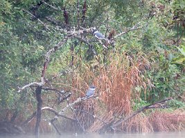 IMG 7674  Belted Kingfishers, Seward Lagoon, Benny Benson Memorial Park, Seward, AK