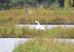 IMG 7692  Trumpter Swan, Tern Lake, Moose Pass, AK