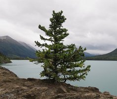 IMG 7832  Kenai Lake, AK