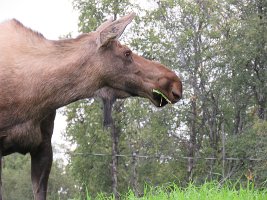 IMG 7868  Moose, Sterling Highway, Ninilchik, AK