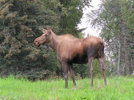 IMG 7880  Moose, Sterling Highway, Ninilchik, AK