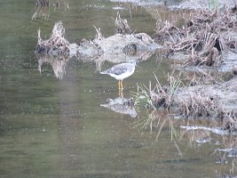 IMG 7893  Greater Yellowlegs, Ninilchik, AK