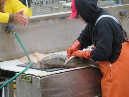 IMG 1809  Halibut being gutted, Seldovia Harbor, Seldovia, AK