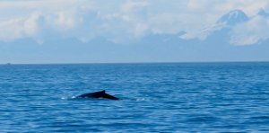 IMG 1850  Humpback Whale, Kachemak Bay, AK