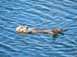 IMG 1937  Sea Otter, Homer Spit, AK