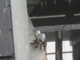 IMG 7948  Kittiwakes, Homer, AK