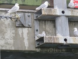 IMG 7952  Kittiwakes, Homer, AK