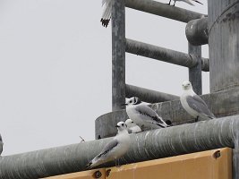 IMG 7955  Kittiwakes, Homer, AK