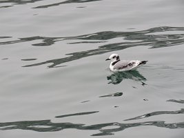 IMG 7962  Kittiwake Juvenile, Homer, AK